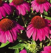 třapatkovky, latinsky echinacea. purpurea. Tento rod trvalek je zcela nenáročný. Roste na slunci i ve stínu.