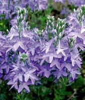 Bílé zvonkové květy s modrým nádecham a tmavším modrým žilkováním. Na slunce nebo částečného stínu. Kompaktní vzrůst do 60 cm.