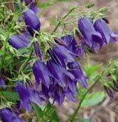 grandiflora - je to známá trvalka díky svojí oblibě u koček, které se v ní vyvalují a čichají uvolňující se silice. Proto se jí lidově také říká šanta kočičí.