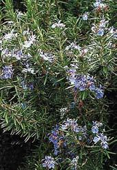 Z1456 yzop lékařský modrá ozdoba kuchyně - hyssopsus officinalis - používá jako léčivá rostlina a koření.