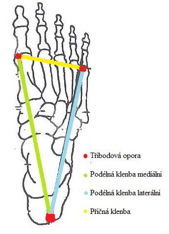 plochá a málo odolná. Dle podologů můţeme příčnou klenbu rozdělit do tří oblastí oblast metatarzálních skloubení, Lisfrankův a Chopartův kloub. Noha má tři opěrné body. I. metatarz, V.