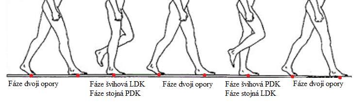 2.3 Funkce nohy Funkce nohy je především kontakt těla s terénem a manipulace s předměty. Dále funguje jako tlumič.