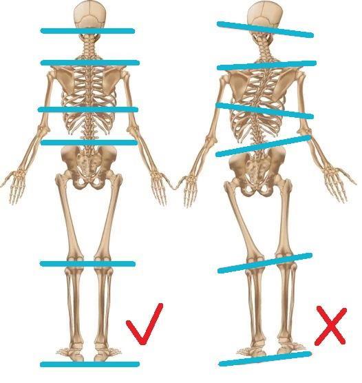 2.5 Postura Dle Bursové je posturou označována poloha, kterou zaujímá tělo a jeho segmenty v klidu. Ideální posturou je tedy myšleno ideální postavení těla.