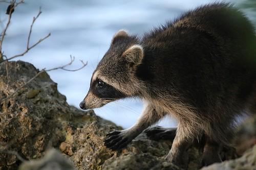 čeleď: medvídkovití (Procyonidae)