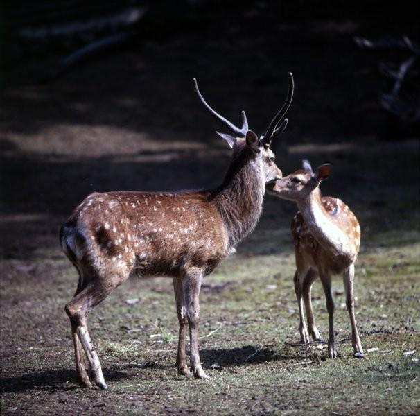 přežvýkavci (Ruminantia) čeleď: jelenovití