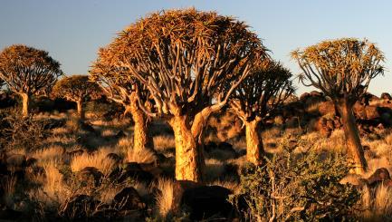 LEDNA 2019 - PONDĚLÍ: KALAHARI - FISH RIVER CANYON Odjezd z Kalahari Anib Lodge směrem k Fish River Canyon, ležící hluboko na jihu Namibie.