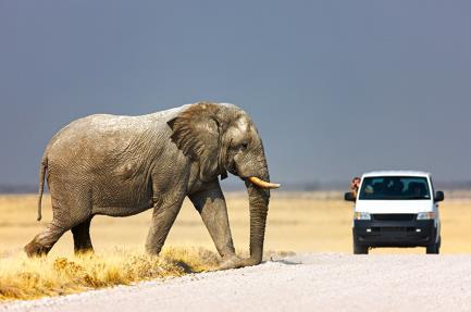 V parku najdete kolem 114 druhů savců, včetně některých jedinečných nebo ohrožených, jako je např. nosorožec dvourohý a impala.