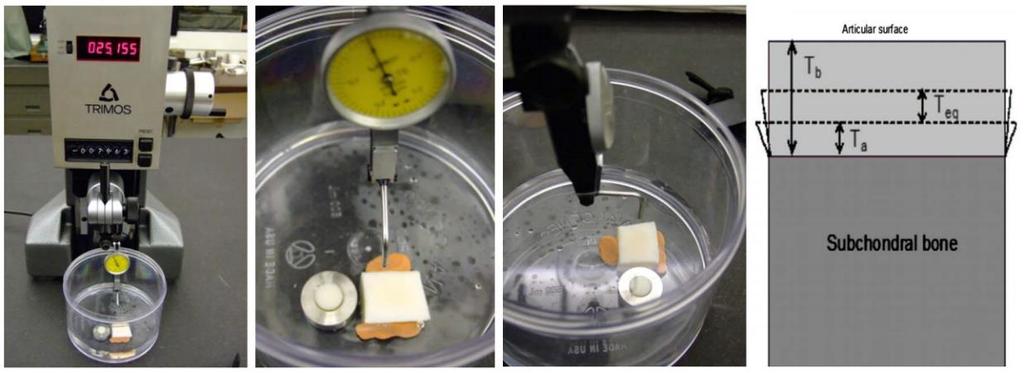 Další uvedená práce se zabývá testováním chrupavky při nízkých zatíženích. Autor J. Katta a kol.