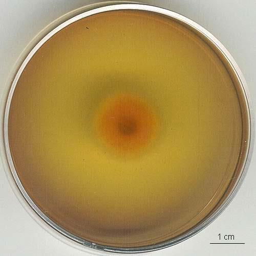 Penicillium viridicatum