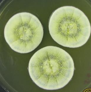 Penicillium subgen. Aspergilloides málo významní producenti jen P.