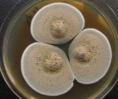 Penicillium subgen Biverticillium P.