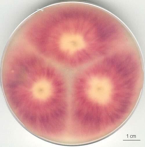 potravin producent butenolidu, chlamydosporolu,