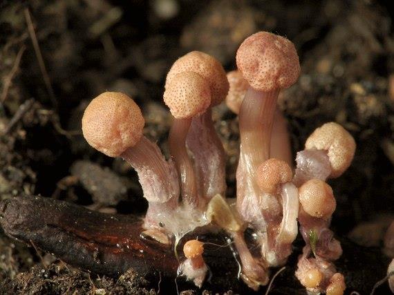 Claviceps purpurea obiloviny, především žito producent námelových alkaloidů 1. sk.