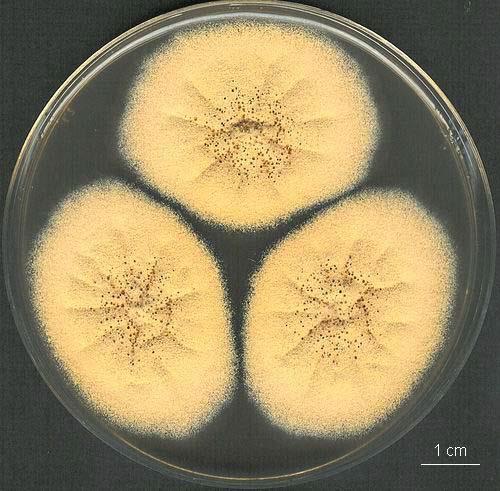 Aspergillus ochraceus komplex A. melleus, A. sclerotiorum, A. ostianus, A. alliaceus a další, popsané v nedávné době (Frisvad et al.