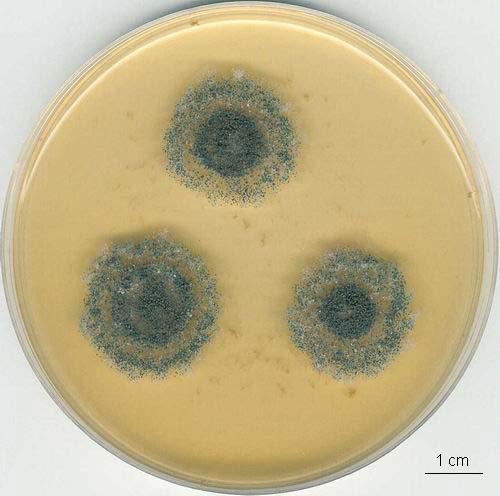 Aspergillus clavatus docela rychlý růst, zelené kolonie