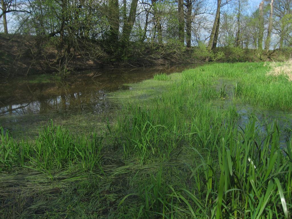 Obr. 3. Západní část ramene v PP Hrozná (lok. č. 6). Fig. 3. Western part of the oxbow in the Hrozná Nature Monument (site No. 6). rameno Votoka, a to jak v rozsáhlejší západní části (lok. č. 1), tak i v mnohem více zazemněné části východní (lok.