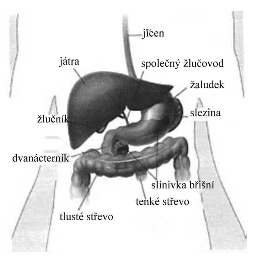Co je slinivka břišní Slinivka (pankreas) je žláza, umístěná v břišní du tině mezi žaludkem a páteří, kterou obklopují játra, střeva a další orgány.