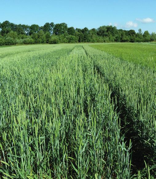 4 PŠENICE SETÁ JARNÍ ASTRID CPG Do pokusů s jarní pšenicí vstoupilo v období 2015-2017 celkem deset odrůd.