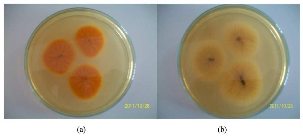 AFPA Mykotoxiny - přehled Aflatoxiny aflatoxin B1 - nejsilnější dosud známý přírodní karcinogen za základní považujeme aflatoxiny B 1, B 2, G 1, a G 2 producenti: Aspergillus flavus a A.