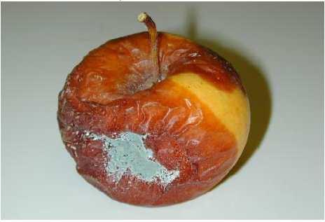 Mykotoxiny - přehled Patulin zdrojem je kazící se ovoce, velice často v jablkách, ovocné šťávy v ovoci se vyskytují ochranné látky (např.