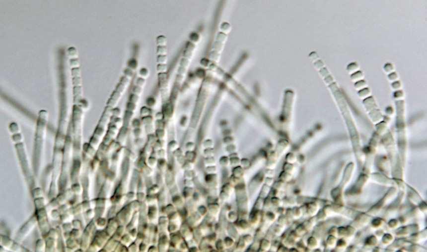 Další mikromycety kontaminující potraviny Food borne fungi Xerofilní a termotolerantní