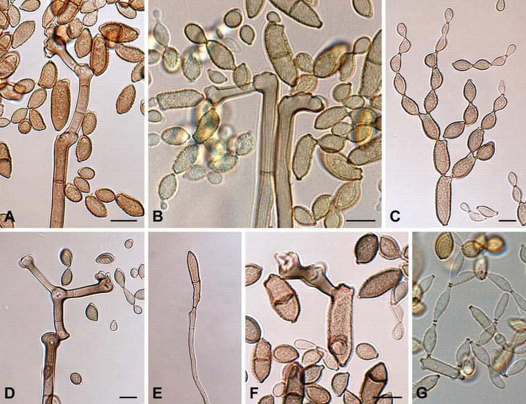 Další mikromycety kontaminující potraviny Food borne fungi
