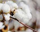 Kašmír Cashmere Bavlna Cotton Hedvábí silk Kašmír je měkké živočišné vlákno, které odolává nečistotám, a především prachu.