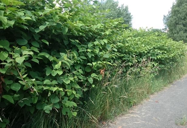 Křídlatky se staly oblíbeným prvkem zahrad a parků, díky rychlému růstu se využívaly jako dekorativní či medonosná rostlina, pícnina, zelenina i na ochranu choulostivých zemědělských kultur (Bailey &