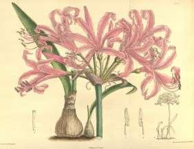 Amaryllidaceae (amarylkovité) Nerine Původ: jižní Afrika Popis: cibule jsou velké bílé obalené tenkými šupinami, listy úzké řemínkovité, světle zelené, stvol vysoký až 60 cm a květy v nepříliš