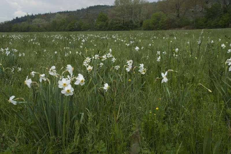 Saxifraga-Willem van Kruijsbergen Narcissus poeticus http://www.freenatureimages.