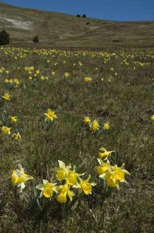 Saxifraga-Marijke Verhagen Narcissus pseudonarcissus http://www.freenatureimages.