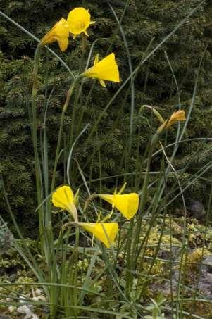 Saxifraga-Willem van Kruijsbergen Narcissus bulbocodium http://www.freenatureimages.