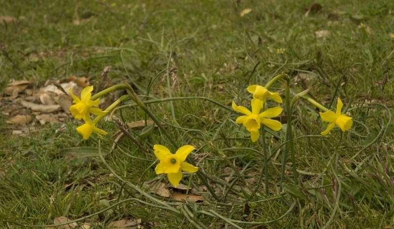 Saxifraga-Jan van der Straaten Narcissus juncifolius http://www.freenatureimages.