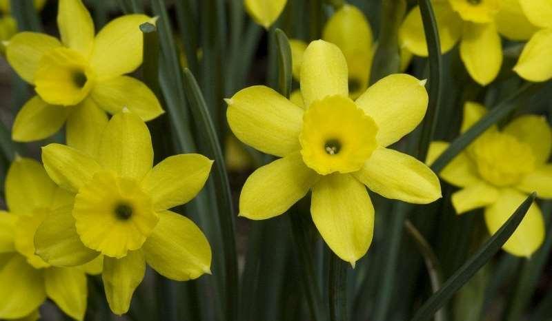 Saxifraga-Willem van Kruijsbergen Narcissus rupicola http://www.freenatureimages.