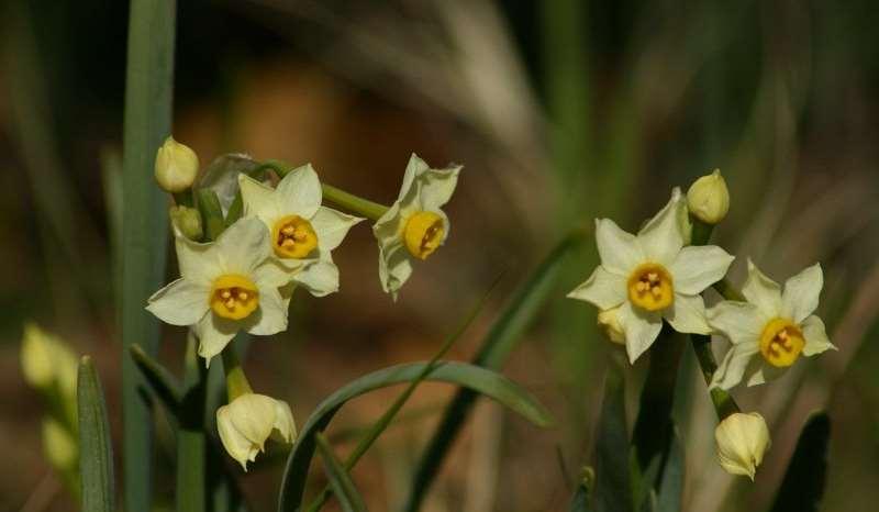 Saxifraga-Dirk Hilbers Narcissus tazetta http://www.freenatureimages.