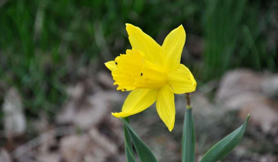 JN Narcissus 'Golden