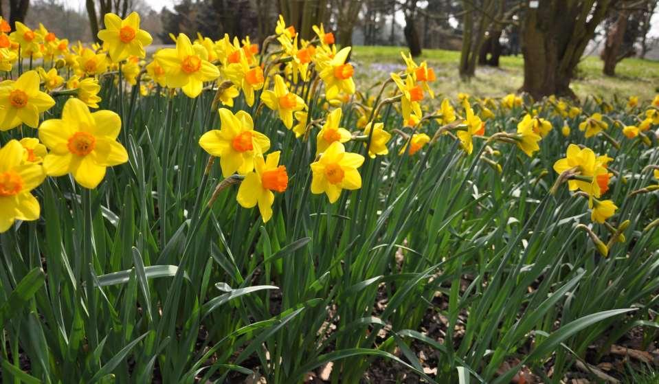 JN Narcissus 'Pinza'