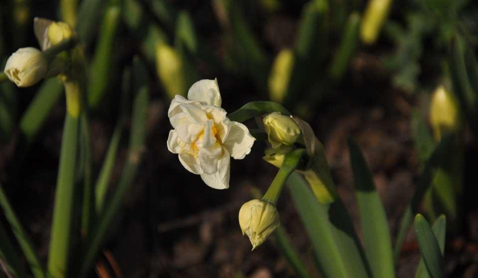 JN Narcissus 'Bridal