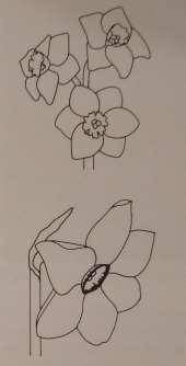 Amaryllidaceae (amarylkovité) Třídění narcisů 8. Tazetta Zahradní mrazuvzdorné odrůdy vzniklé křížením s jihoevropským Narcissus tazetta (u nás nemrazuvzdorný) s ostatními druhy, zvláště N.