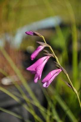 Iridaceae (kosatcovité) Gladiolus