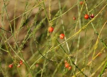 Řád Asparagales, Čeleď Asparagaceae Podčeleď Asparagoideae (chřestovité) byliny s oddenkem lodyha rozvětvená, listy blanité až šupinovité v jejich úžlabí vyrůstají ve svazečcích četná fylokládia