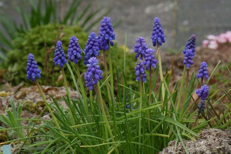 Saxifraga-Willem van Kruijsbergen Muscari botryoides http://www.freenatureimages.