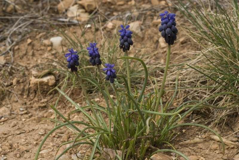 Saxifraga-Willem van Kruijsbergen Muscari neglectum http://www.freenatureimages.