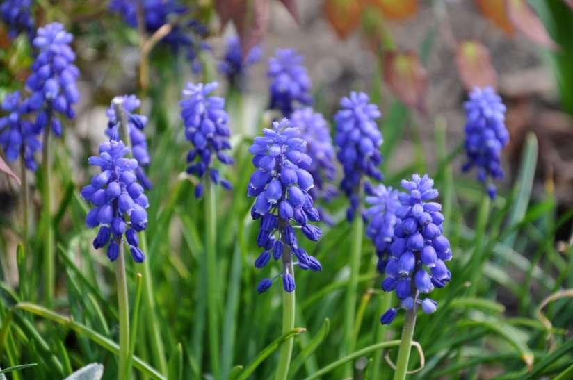 JN Muscari