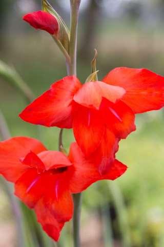 Gladiolus Mirella skupina Primulinus https://s3.