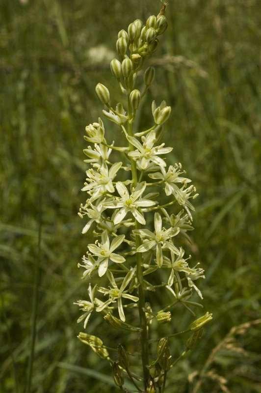 Saxifraga-Marijke Verhagen Ornithogalum pyrenaicum http://www.freenatureimages.