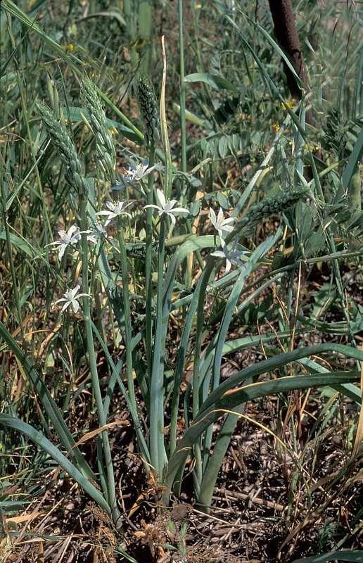 Saxifraga-Jan van der Straten Ornithogalum narbonense http://www.freenatureimages.