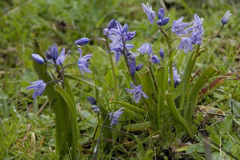 Saxifraga-Willem van Kruijsbergen Scilla ramburei http://www.freenatureimages.