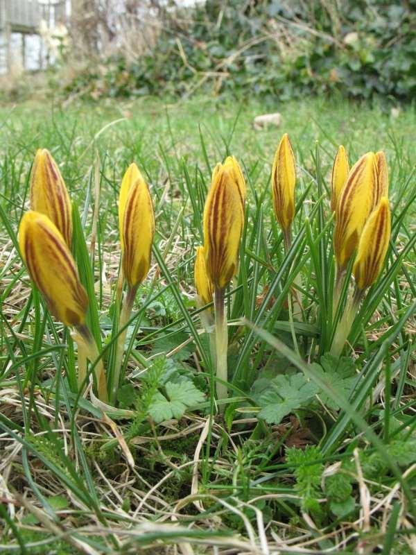 Saxifraga-Rutger Barendse Crocus chrysanthus http://www.freenatureimages.