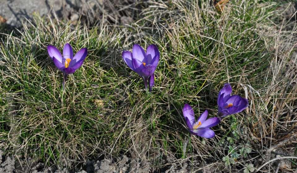 JN Z Dalmácie pocházející Crocus